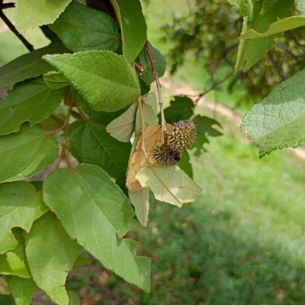 Guazuma ulmifolia Owoc