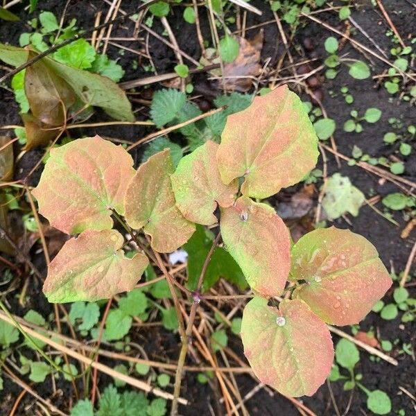 Epimedium grandiflorum पत्ता