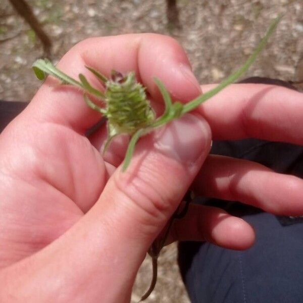 Prunella laciniata Leaf