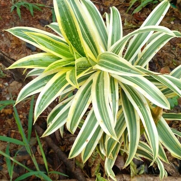 Dracaena reflexa Лист