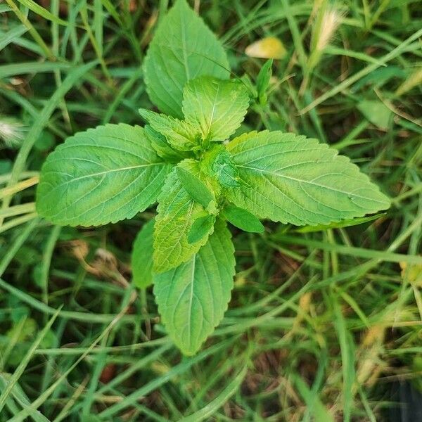 Mercurialis annua Φύλλο