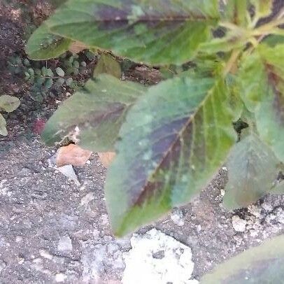 Amaranthus spinosus Leaf