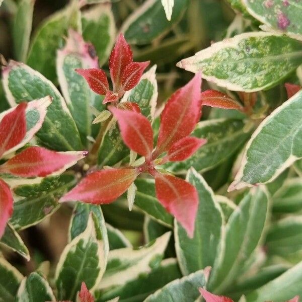 Pieris japonica Lapas