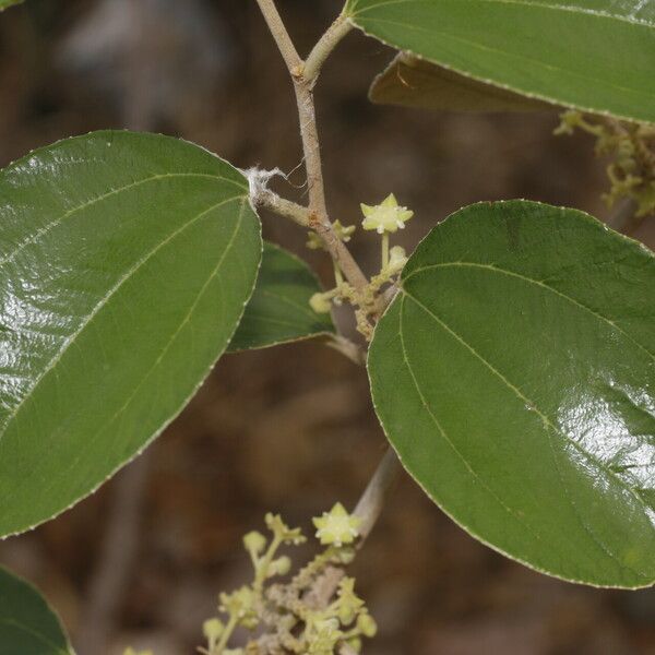 Ziziphus mauritiana Leaf