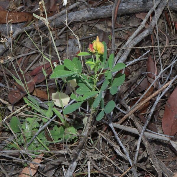 Crotalaria goreensis Tervik taim