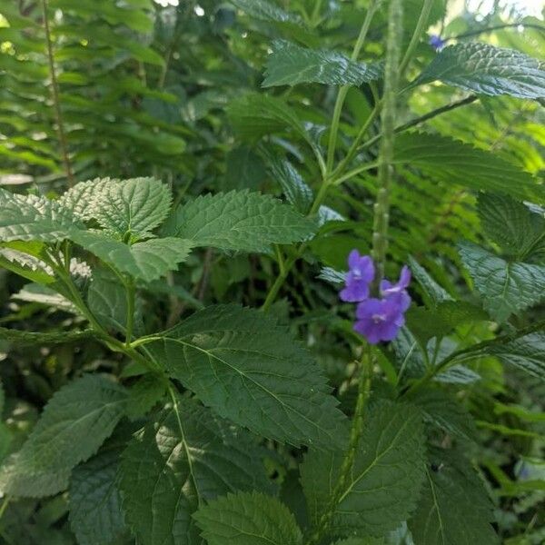 Stachytarpheta indica Blüte