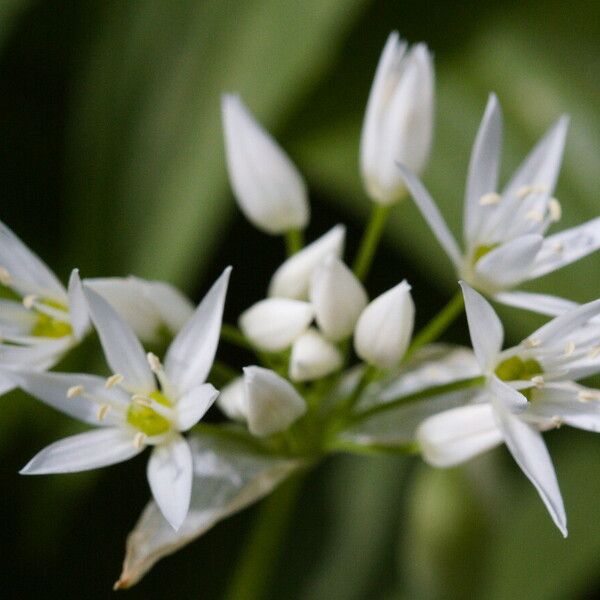 Allium ursinum फूल