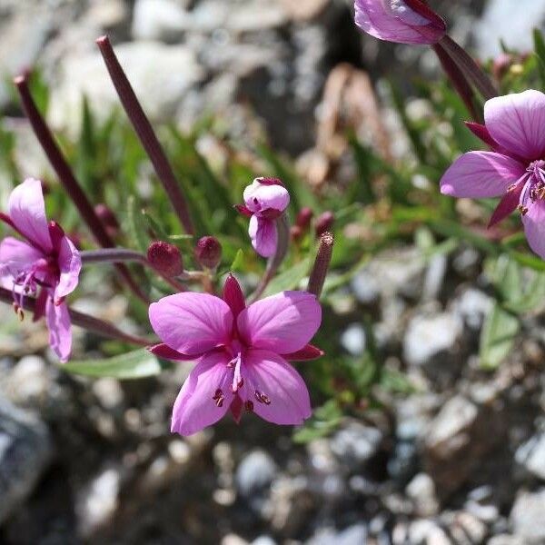 Epilobium dodonaei Fiore