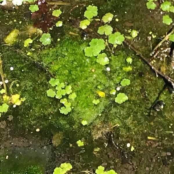 Hydrocotyle americana Liść