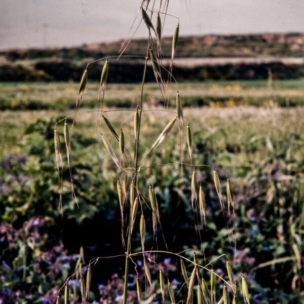 Avena sterilis Flower