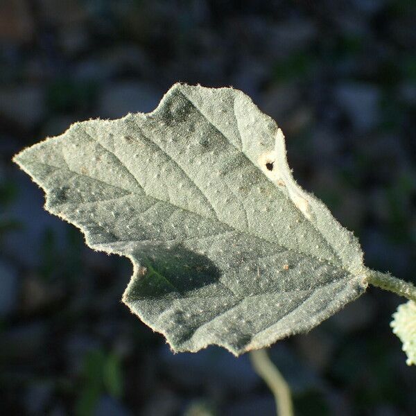 Chrozophora tinctoria Blatt