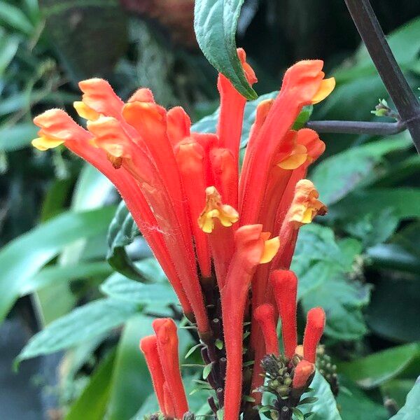 Scutellaria costaricana ফুল