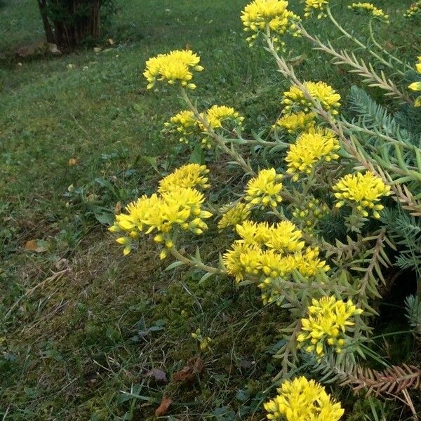 Petrosedum rupestre موطن