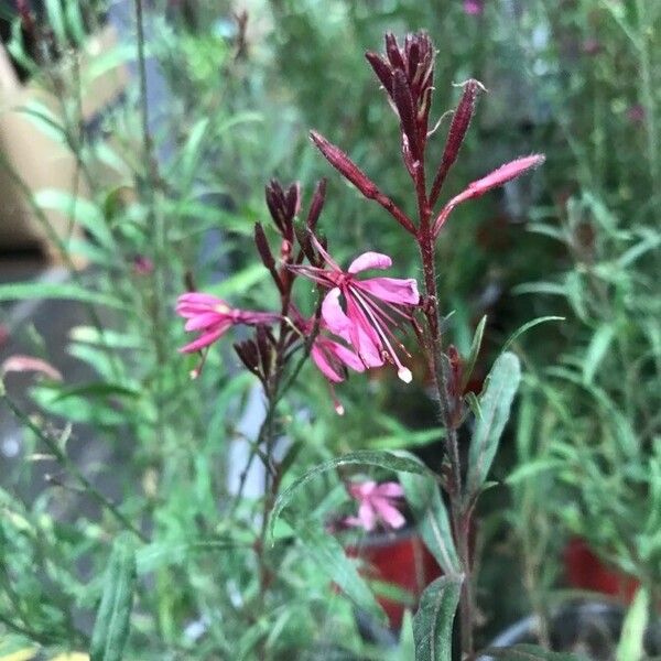 Gaura lindheimeri 花