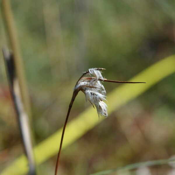 Rhynchospora alba Flower