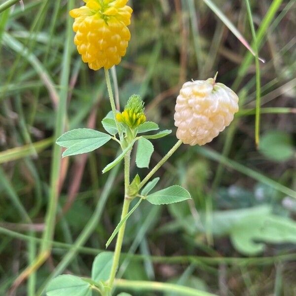 Trifolium aureum Flower