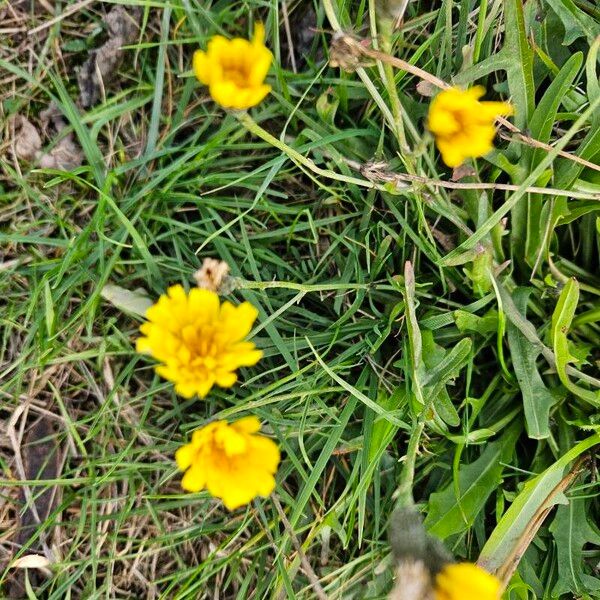 Scorzoneroides autumnalis Bloem