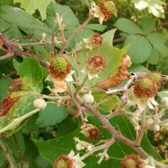 Rubus ulmifolius 果実