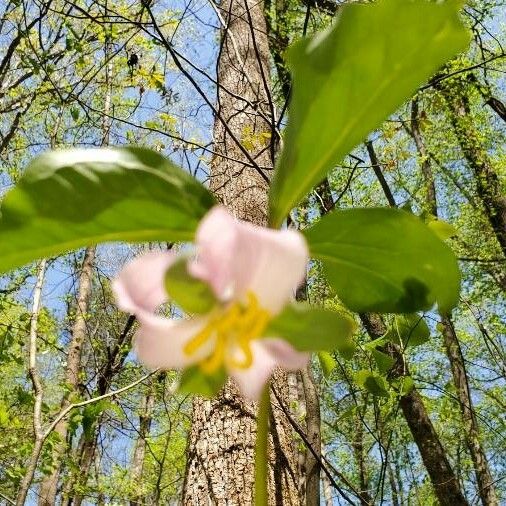 Trillium catesbaei Kukka