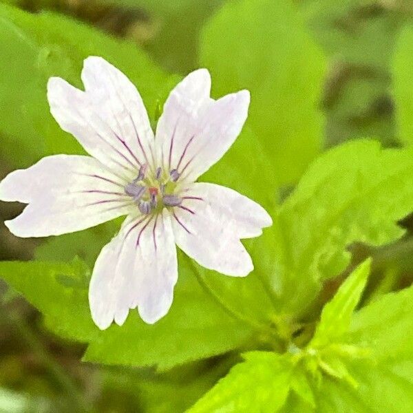 Geranium nodosum Floro