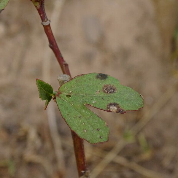 Hibiscus sabdariffa Leaf