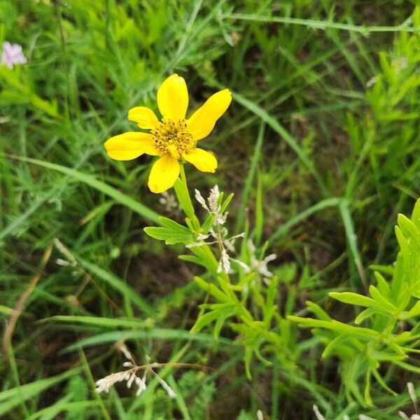 Coreopsis palmata Flower