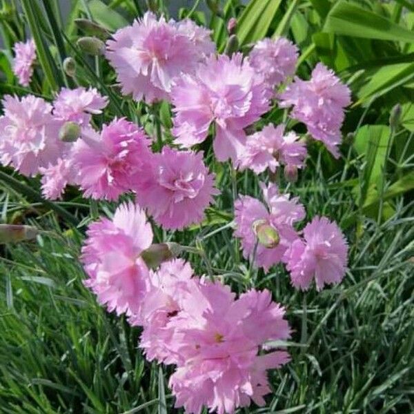 Dianthus plumarius Кветка