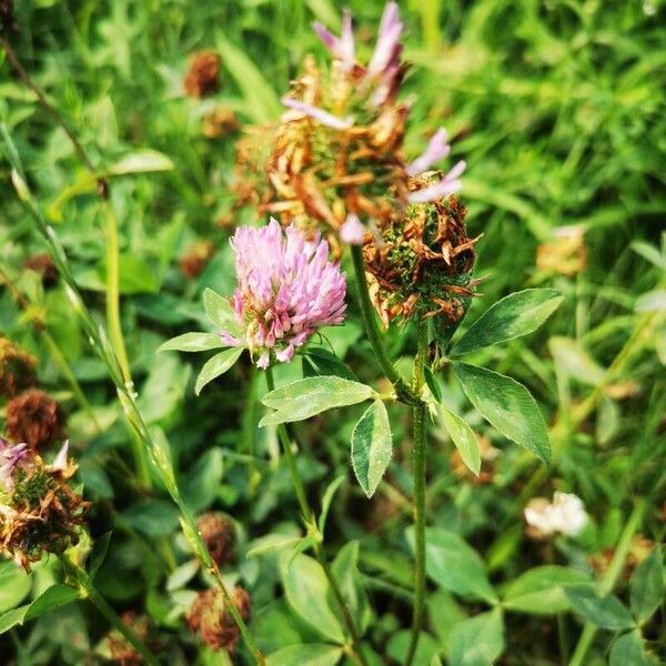 Trifolium medium Kabuk