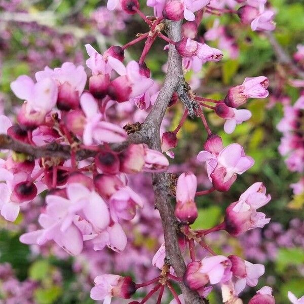 Cercis canadensis Flower