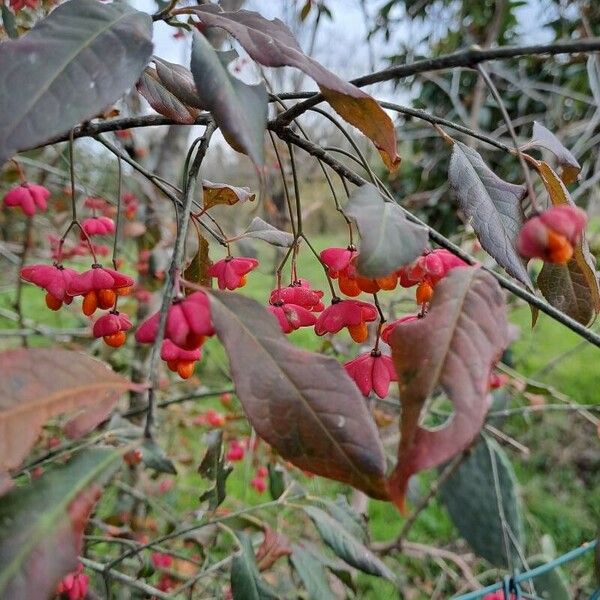 Euonymus latifolius Flor