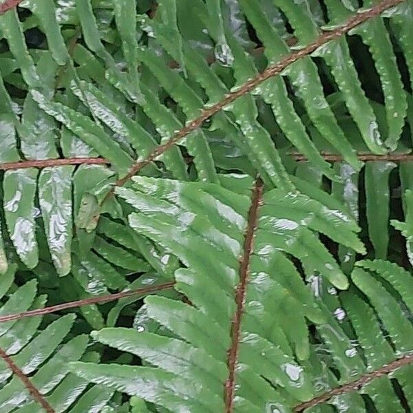 Nephrolepis cordifolia Levél