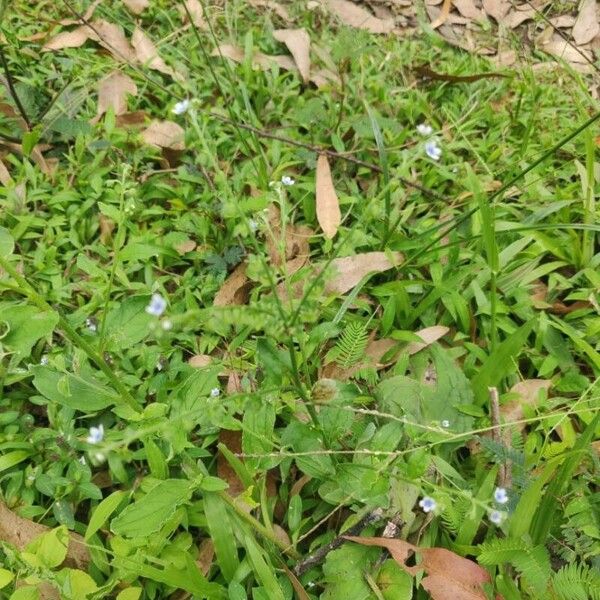 Cynoglossum lanceolatum Fuelha