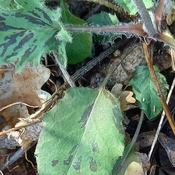Hieracium glaucinum Leaf