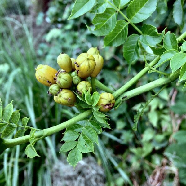 Campsis radicans Altro