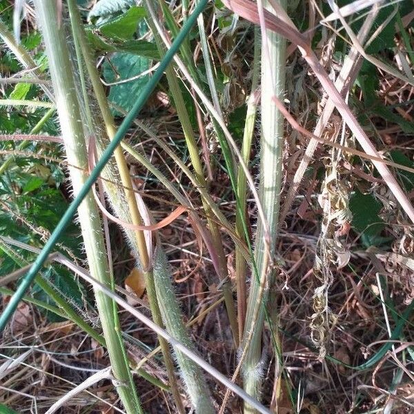 Daucus carota പുറംതൊലി