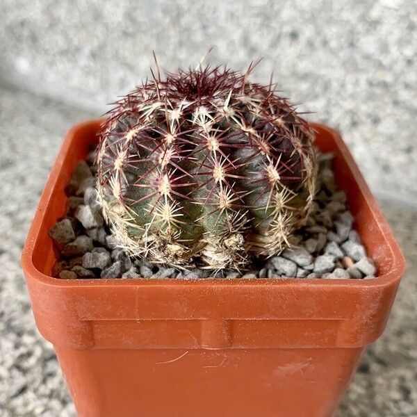 Echinocereus viridiflorus Blad