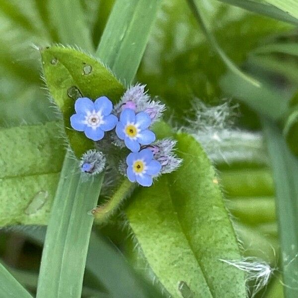 Myosotis arvensis Flor