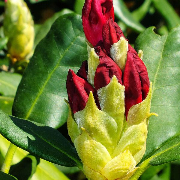 Rhododendron yakushimanum Цвят