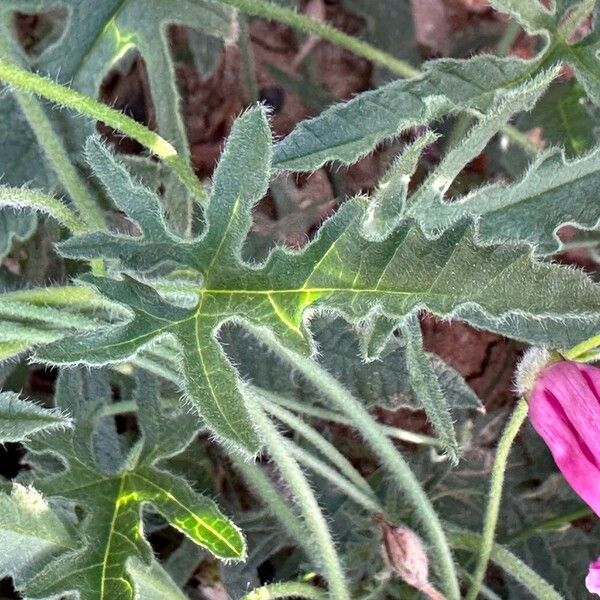 Convolvulus althaeoides Leaf