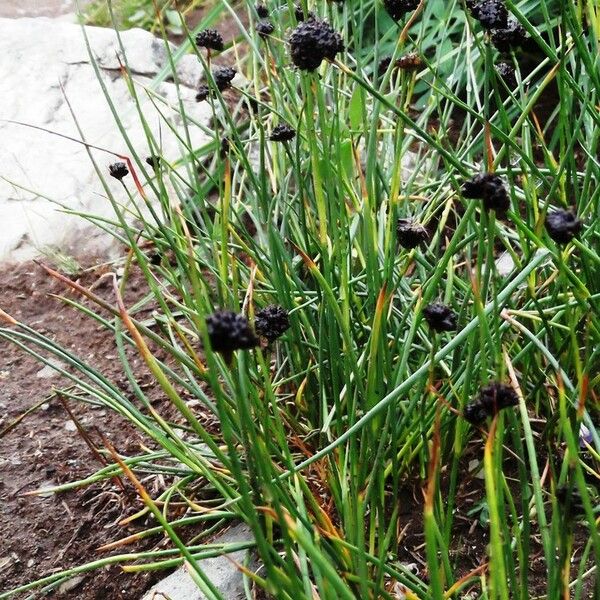 Juncus mertensianus Habit