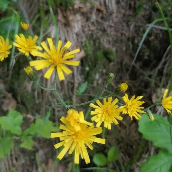 Hieracium murorum Fleur