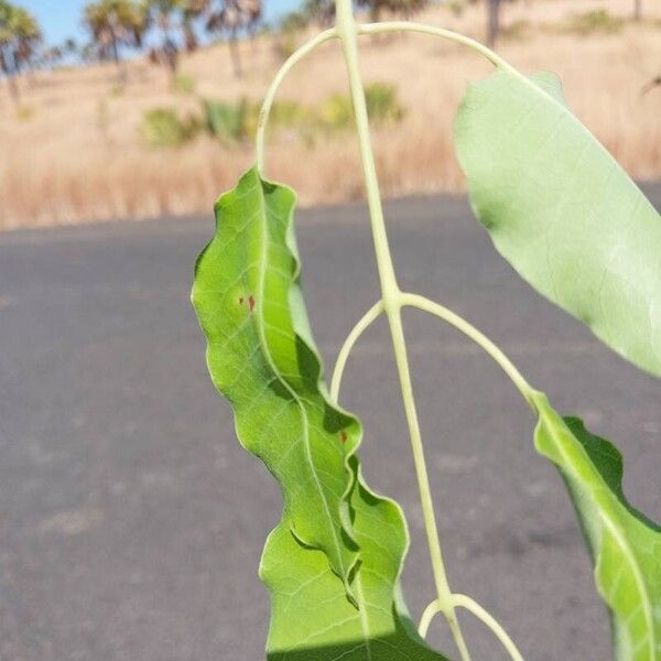 Sclerocarya birrea Leaf