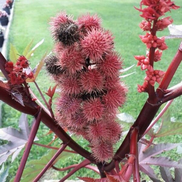 Ricinus communis Froito