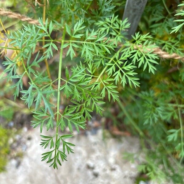 Selinum carvifolium ഇല