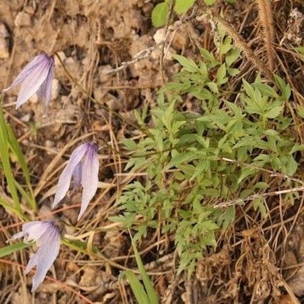 Clematis occidentalis आदत