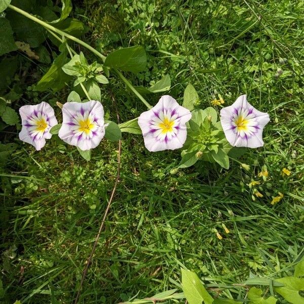 Convolvulus tricolor Flower