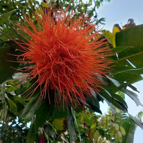 Brownea rosa-de-monte ফুল