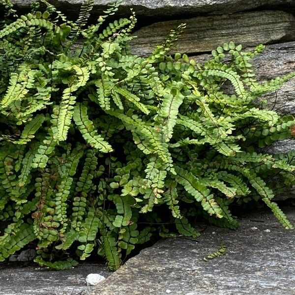 Asplenium trichomanes Habitus