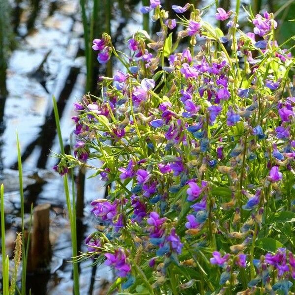 Lathyrus vernus Цвят