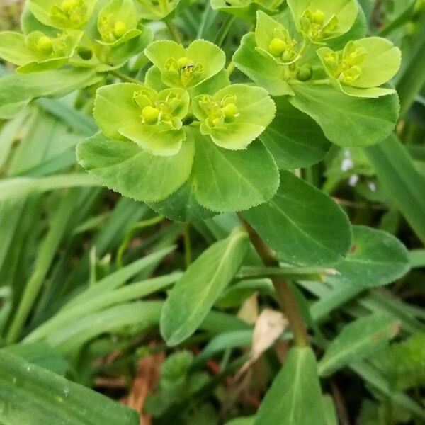 Euphorbia helioscopia Habit